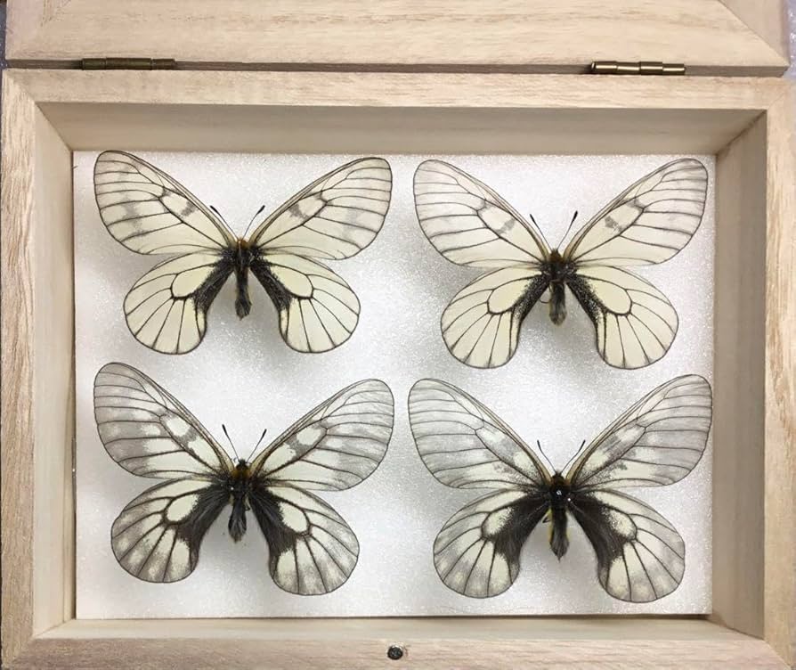 蝶標本 チャールトンウスバシロチョウ ♀️ 蝶標本 チャールトンウスバ