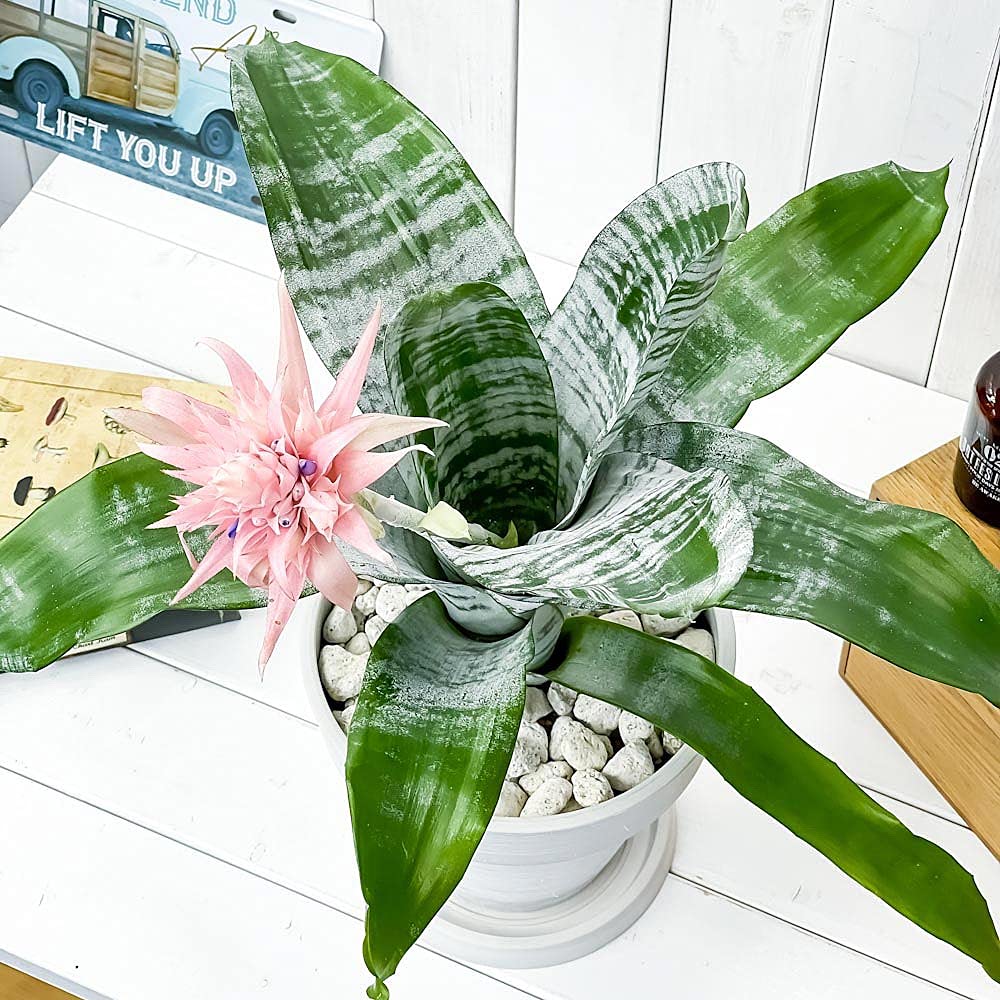 Amazon.co.jp: PLANCHU 観葉植物 エクメア ファシアータ 7号樹脂