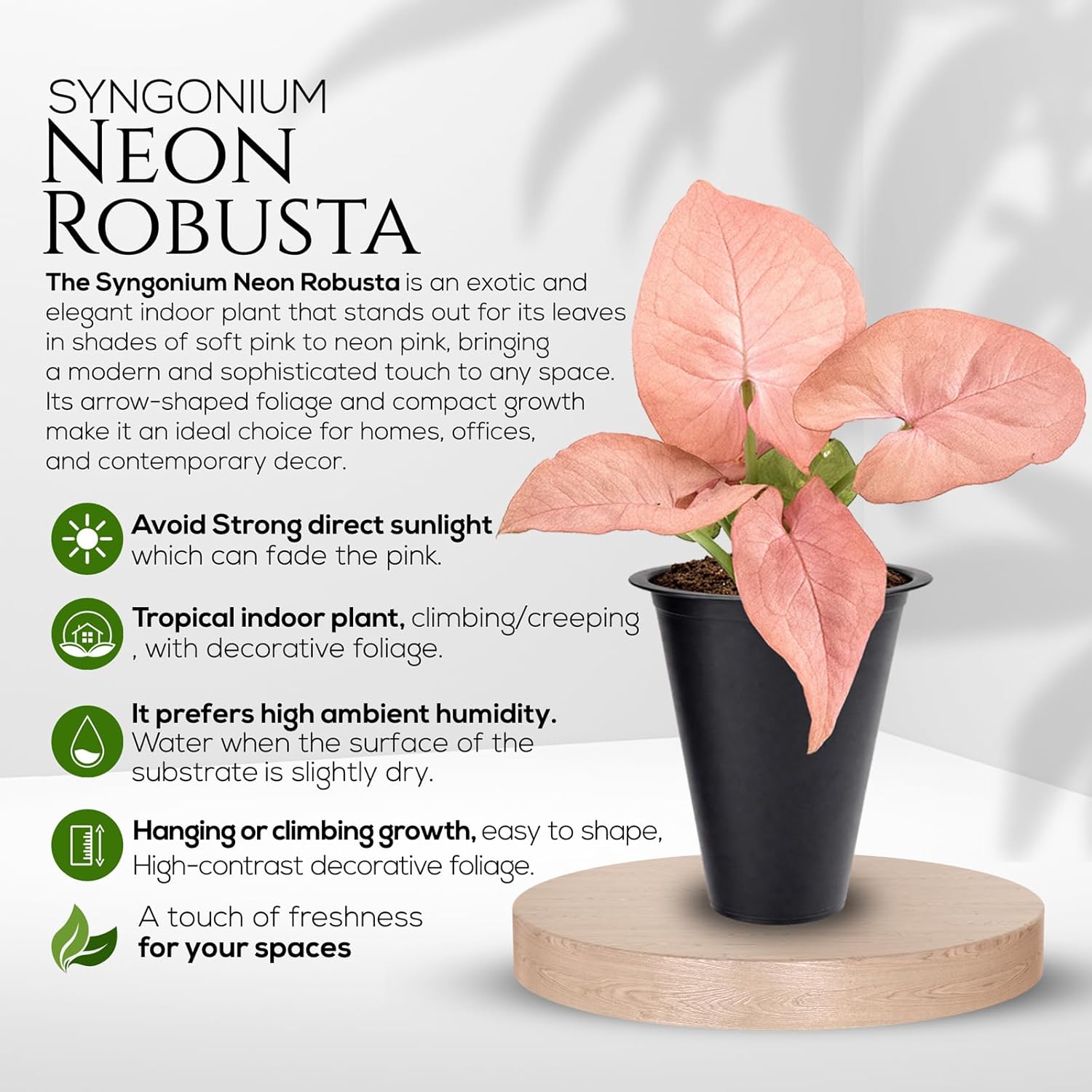 Syngonium Neon Robusta Plant (4 Pack) Live Starter Plants, Pink Arrowhead Vine Houseplants, Easy Care Indoor Tropical Plants Live, Colorful Foliage Plants