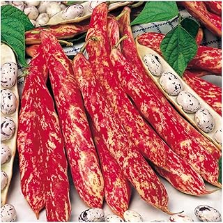 PREMIER SEEDS DIRECT - Dwarf Italian BORLOTTO Bean - Lingua DI Fuoco 110 Seeds
