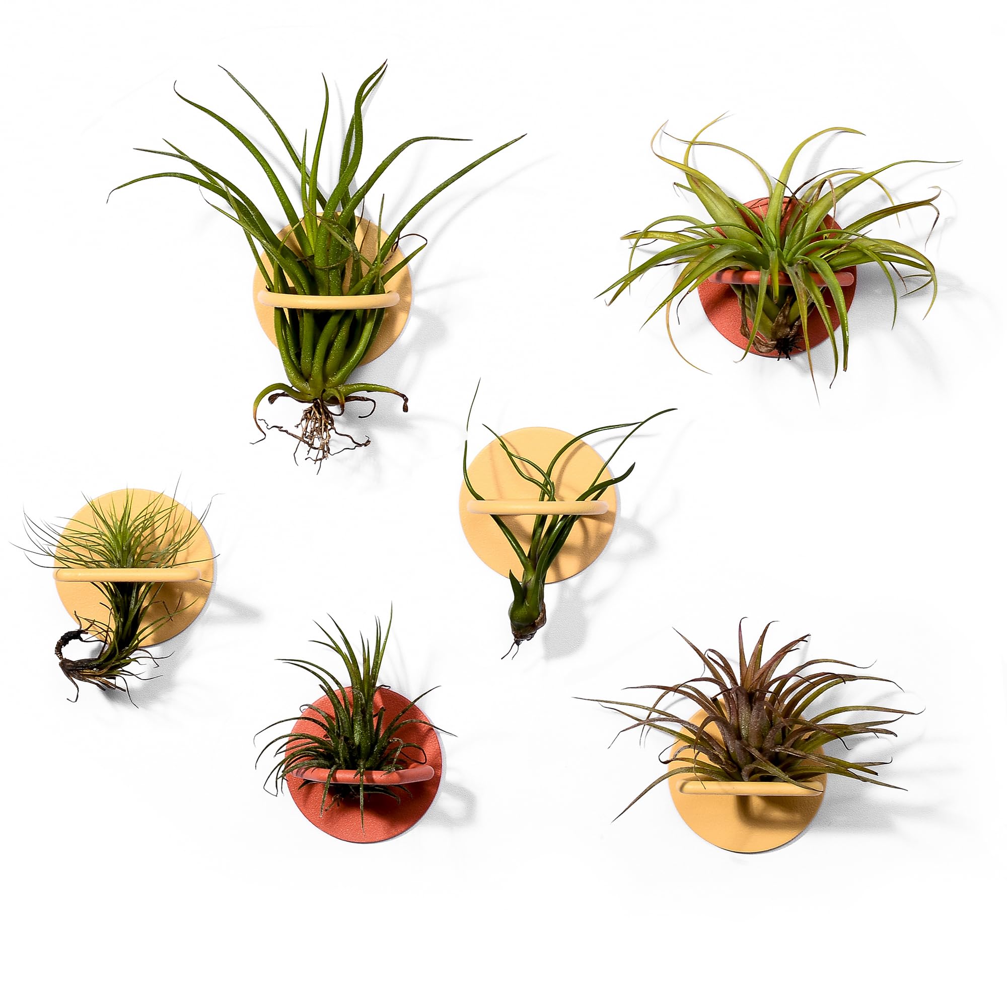 MITIME Air Plant Holders,Indoor Air Plants and Holders Sets, Iron Wall Decoration.Freestanding & Wall Hanging Planters. (Circle*2+Triangle*2+Hexagon*2)