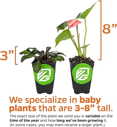 Miniatura 4 de Medinilla myriantha by Wellspring Gardens - Planta de inicio de medinilla para jardines interiores o exteriores - Floración vibrante, ideal para