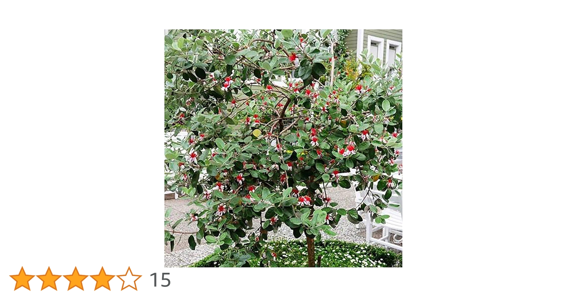 Amazon | ITANSE フェイジョア アポロ:花も美しい庭園向き果樹