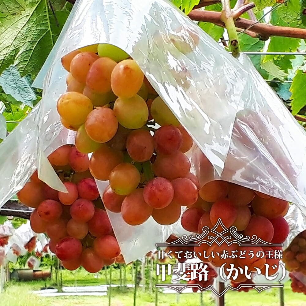 Amazon | ブドウ 苗木 甲斐路 （かいじ） ウィルスフリー1年生