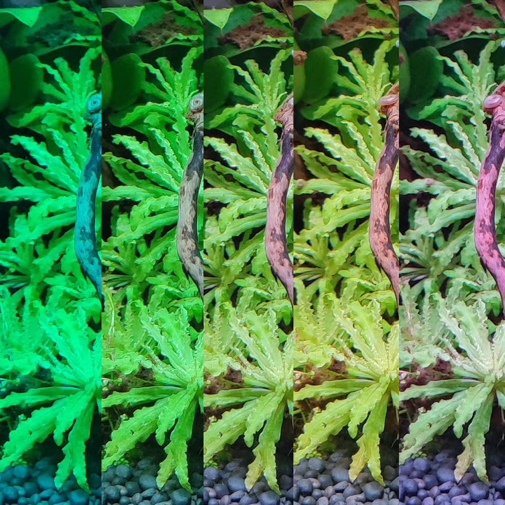 Blau Aquaristic Mini Lumina RGB+W 40