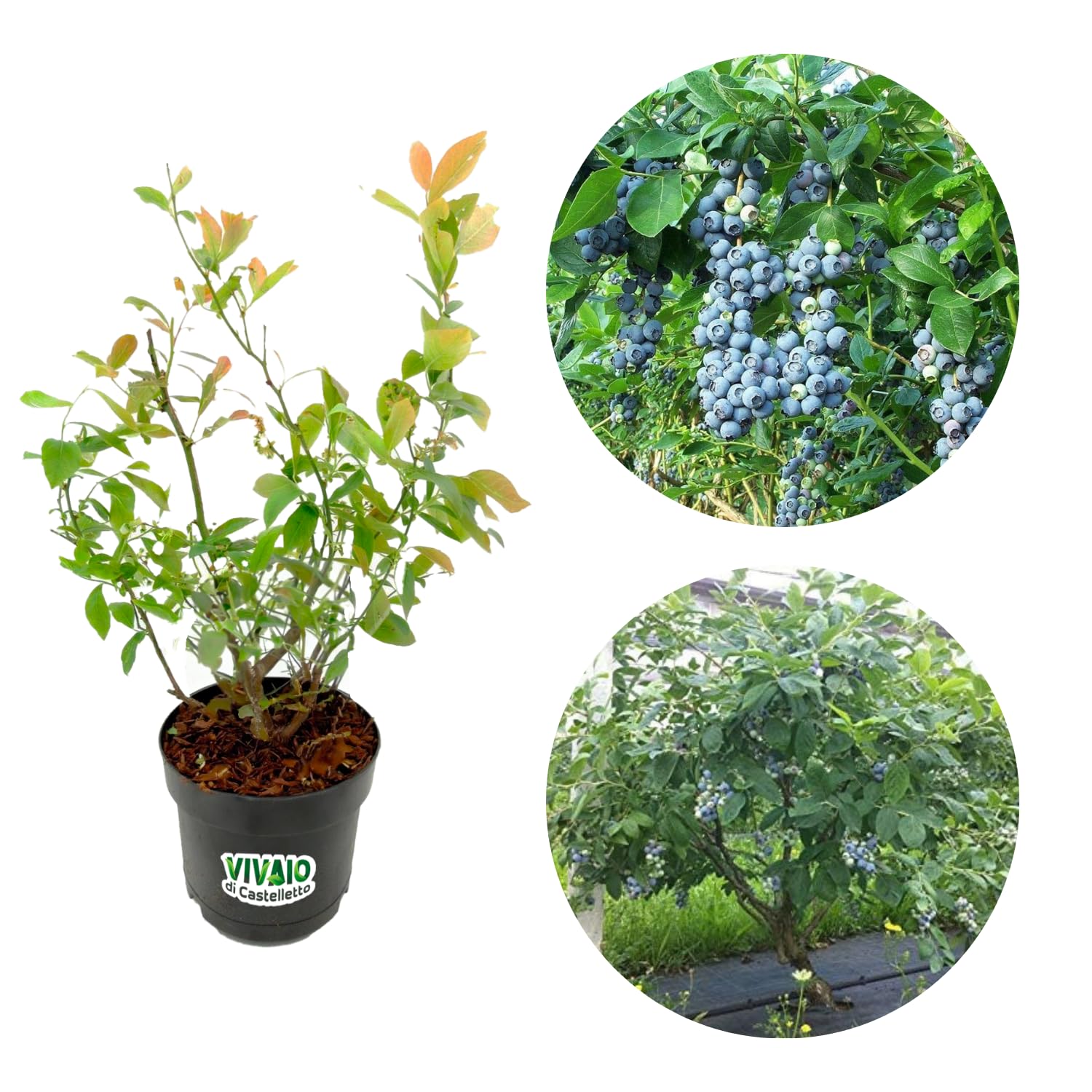 Pianta Di More Senza Spine In Vaso - Mora Rubus Fruticosus, Altezza 20-30cm - Foto 3