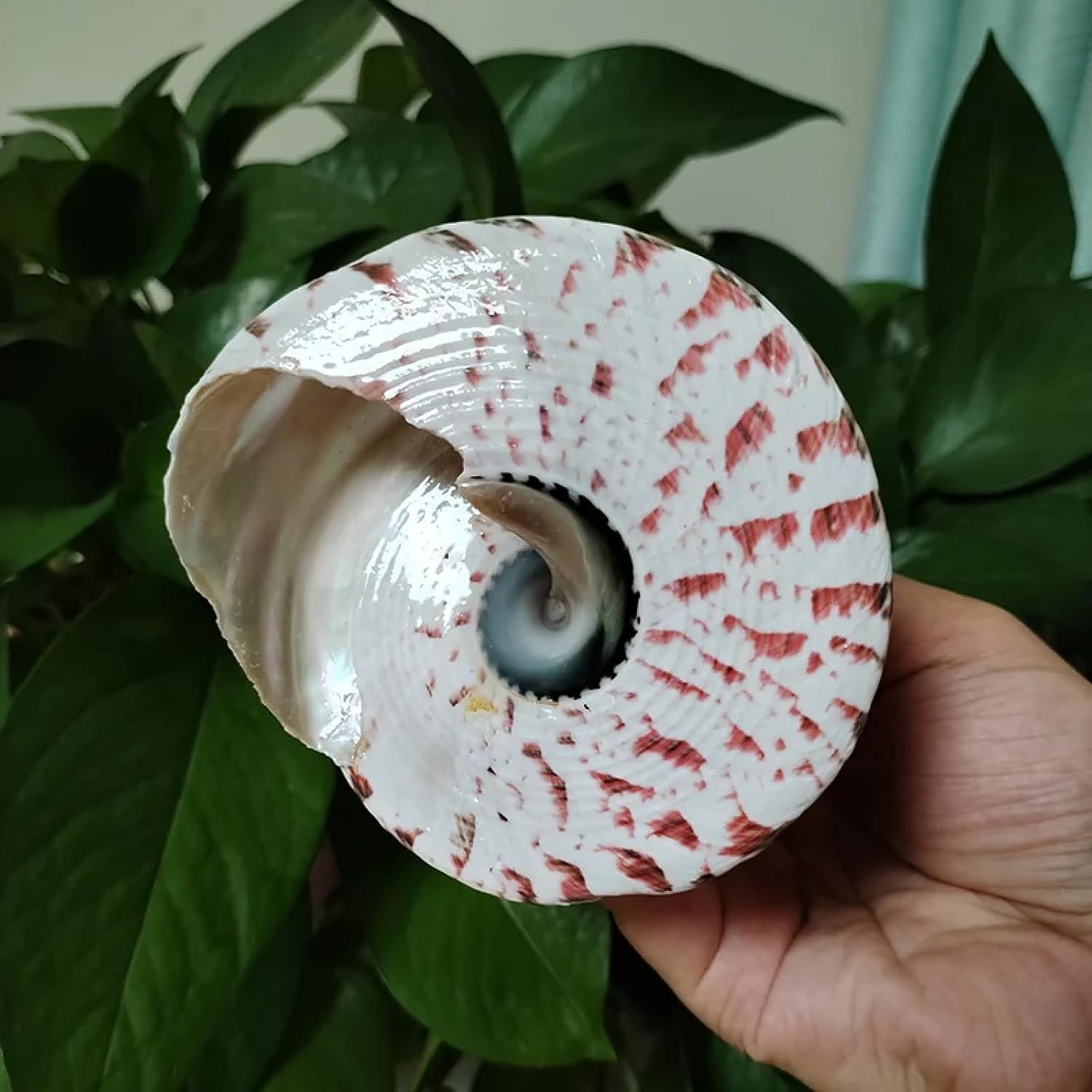 Sea Shells for Crafting,1Pcs 9-10cm Top Tower Shell Commercial Trochus Pacific Large Ocean Seashell Zebra Conch Fish Tanks Decorations Crafts Specimen Collections