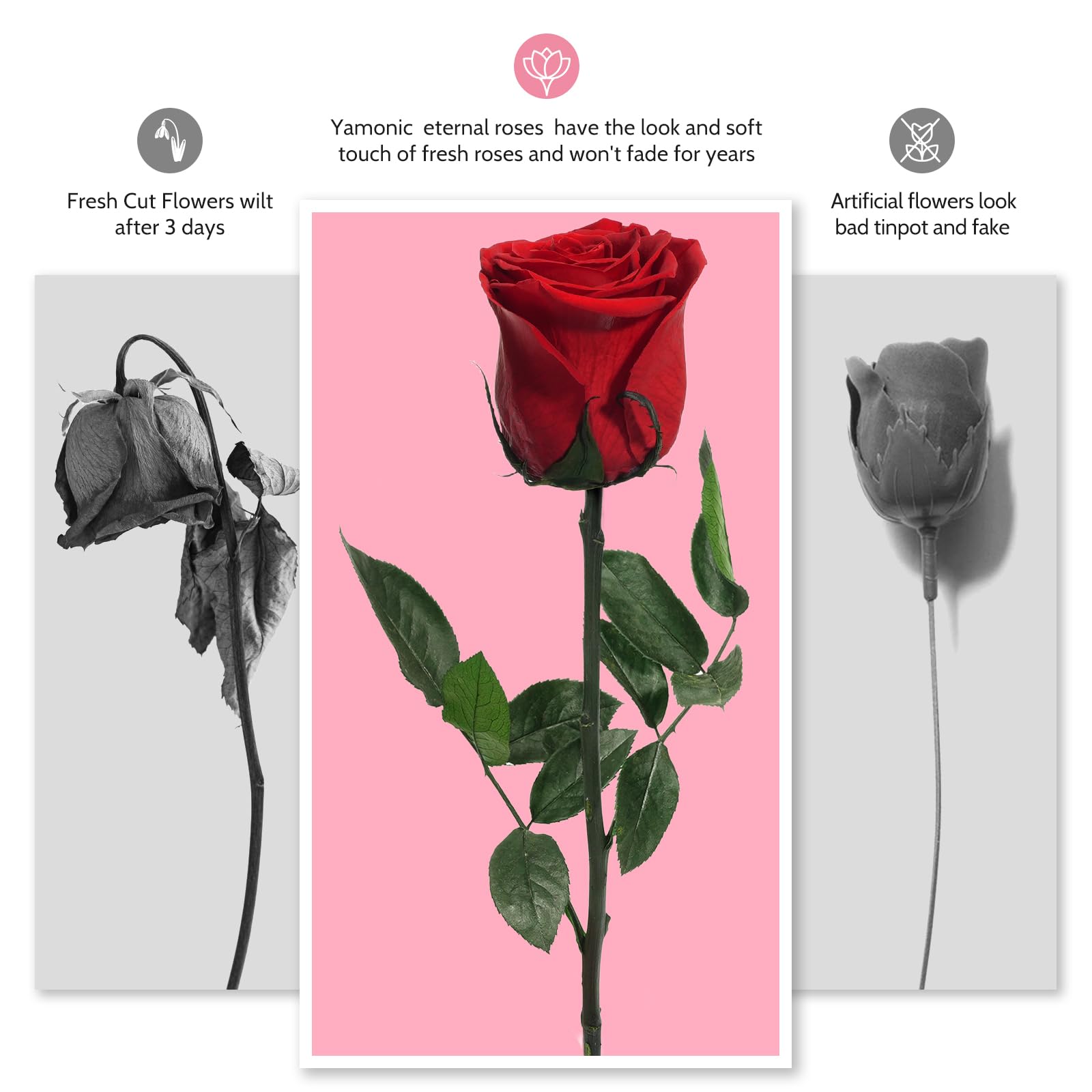 Yamonic Rosa Eterna Regalos para Mujer, Rosa Preservada con Tallo Regalo Cumpleaños Mujer, Flores Preservadas Regalos Madre, Rosa Eterna Natural Preservada Regalo Navidad San Valentín,Rosa Roja