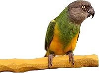 Vista 2 de Grooming Geo NU Perch® para loros gris africano, Yaxaas, cacatúas, eclectos