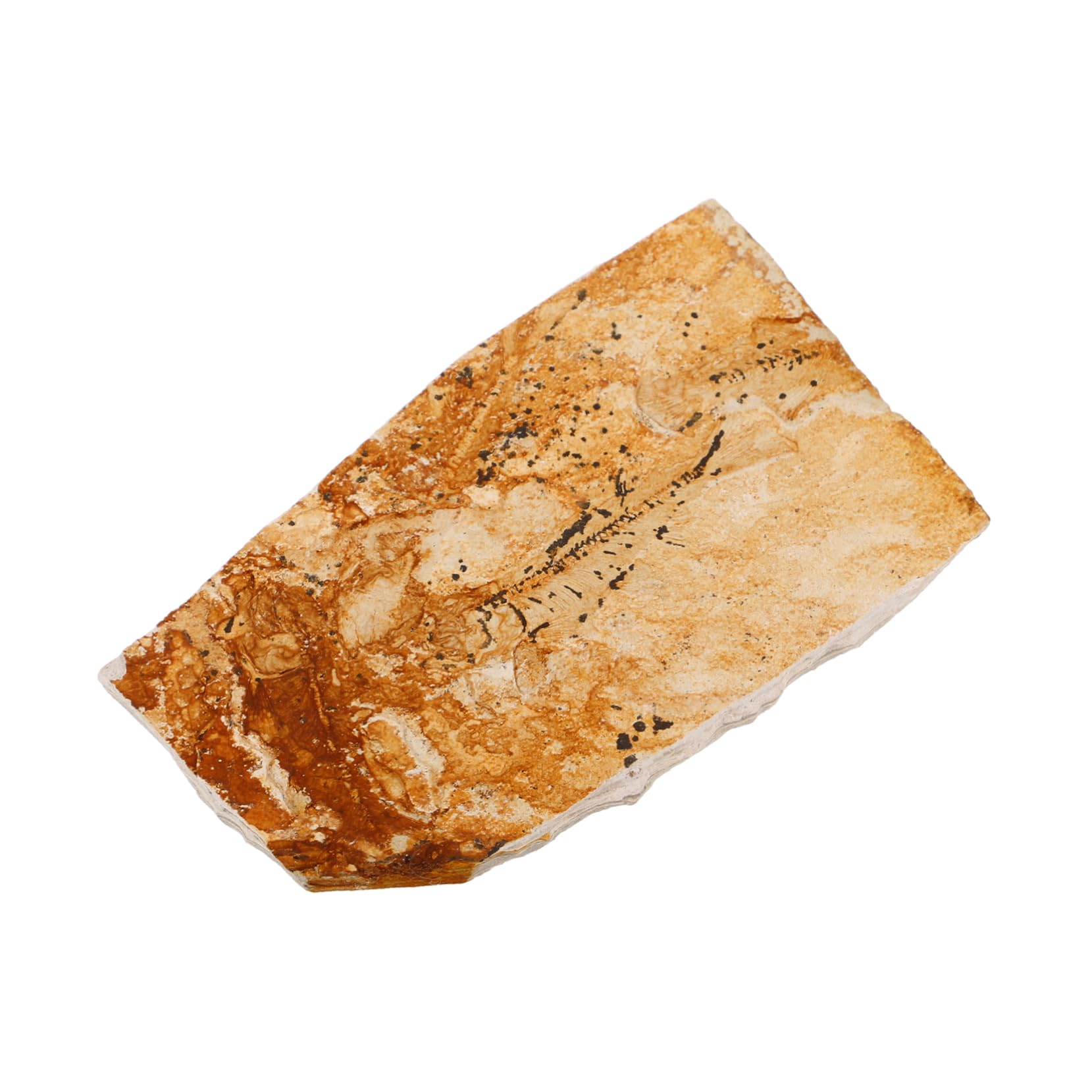 JECOMPRIS Wolf-finned Fish Fish Specimen Decor Sea Creature Specimen for Teaching Paleontological Sea Creature Ornament Paleontological Fish Specimen Teaching Sea Creature Specimen