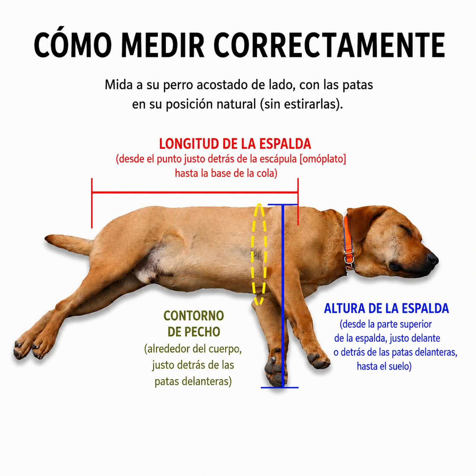 Silla De Ruedas Ajustable De 4 Ruedas Para Perros, Tanto Para Patas Delanteras Como Traseras. Ayuda Ligera De Movilidad Para Perros Lesionados, Discapacitados O Ancianos. Apta Para Razas Pequeñas Y Gr