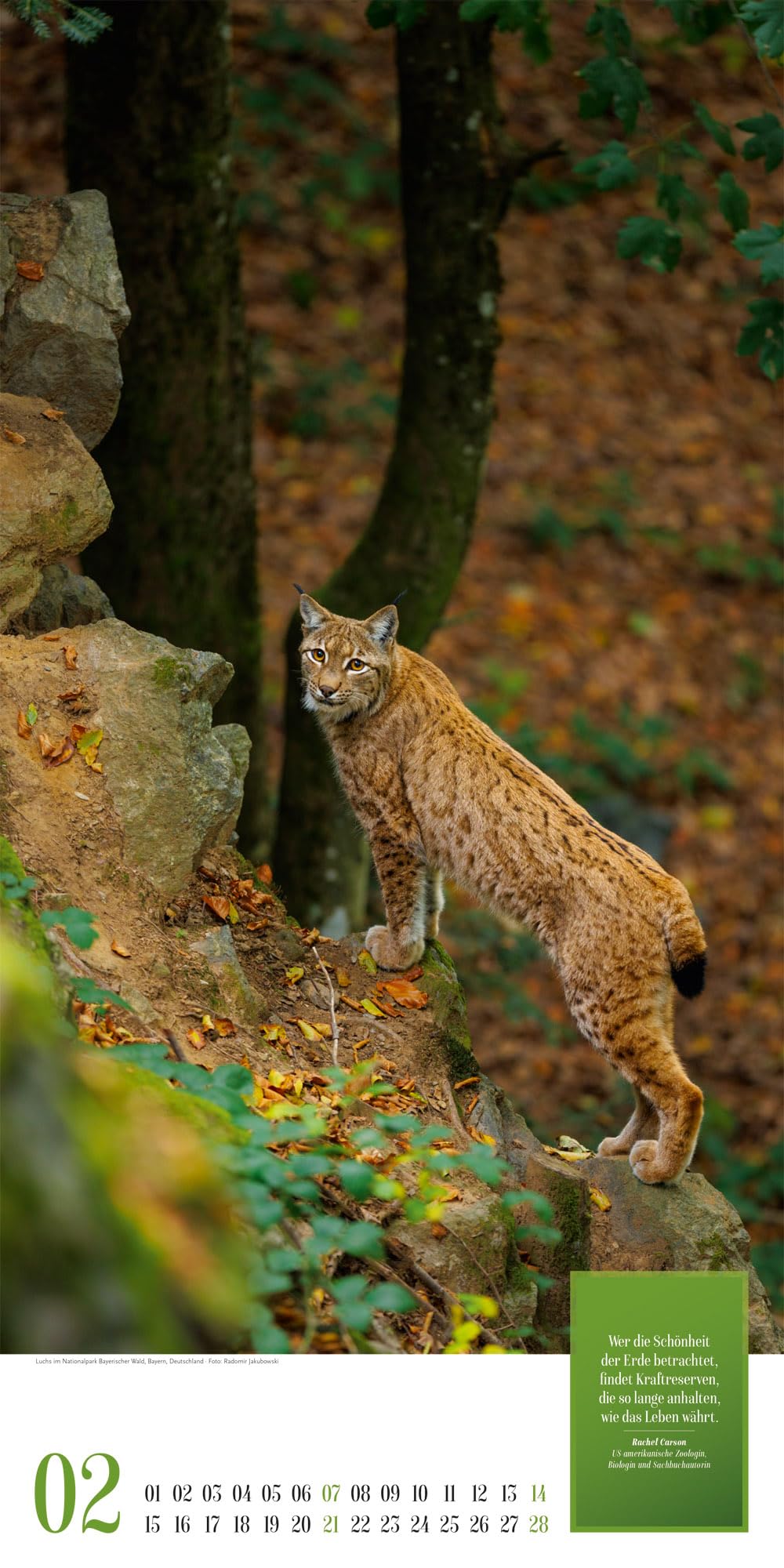 Mythos Wald Literatur-Kalender 2027: Abwechslungsreicher Natur-Kalender im schlanken Hochformat (33x66 cm) | Wald-Motive mit Zitaten