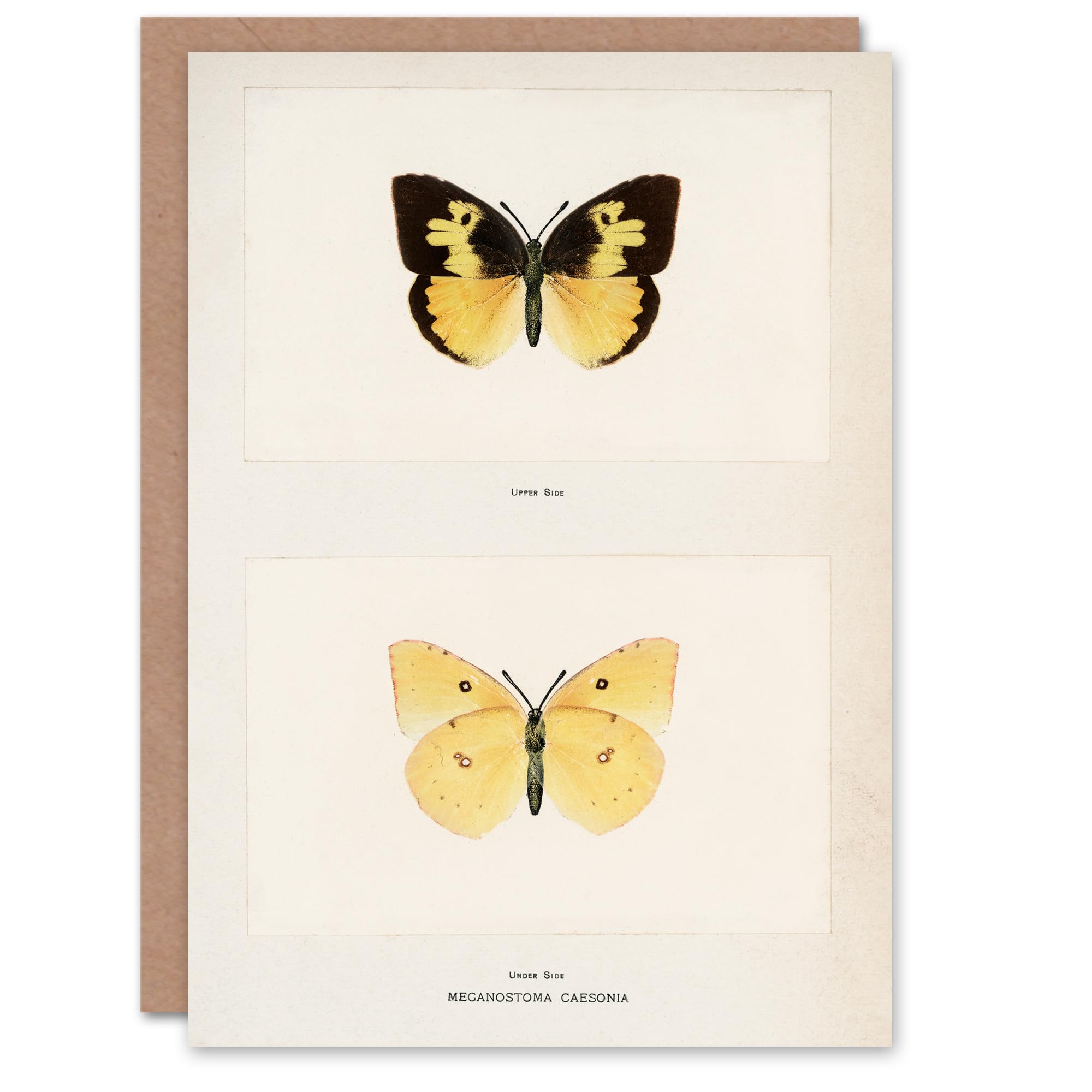 Artery8 Sherman Denton Art Card Southern Dogface Butterfly