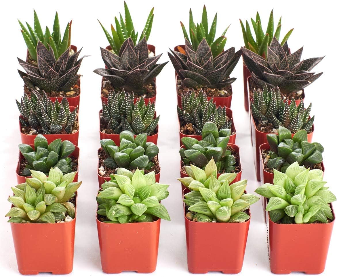 Shop Succulents | Haworthia Collection | Assortment of Hand Selected, Fully Rooted Alluring Miniature Aloe Live Indoor Succulent Plants, 20-Pack,