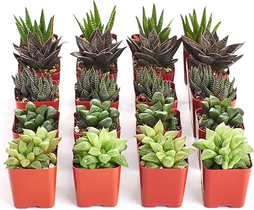 Miniatura 1 de Shop Succulents Colección Haworthia  Surtido de plantas suculentas de interior seleccionadas a mano, totalmente arraigadas, seductoras en miniatura,