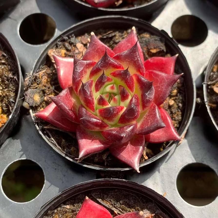 超美苗ケラリアン 超美苗ケラリアン 【公式通販】