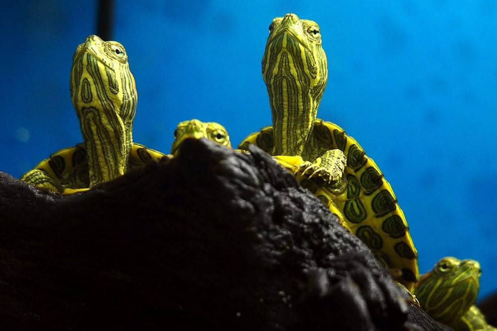 Amazon | 天然スレートストーン 5~7インチ - アメリカ調達、アクア