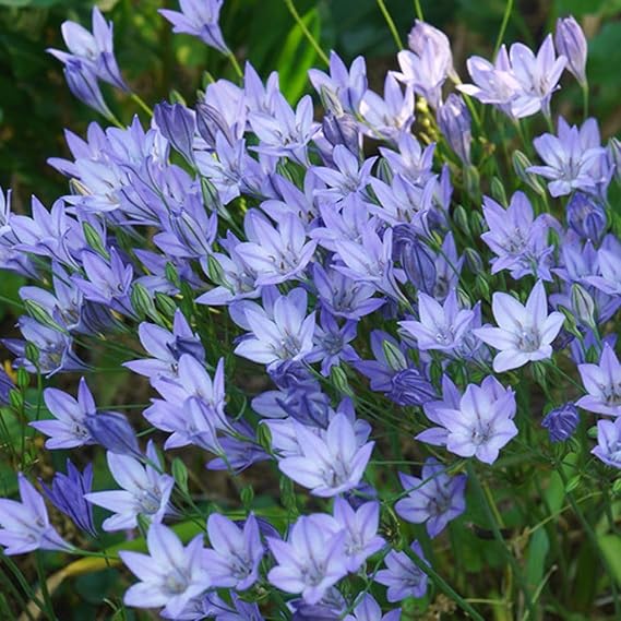 Spring Harmony Collection 100 Bulbs – Colourful Mixed Spring Bulbs by T&M