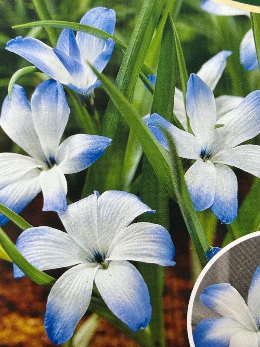 テコフィ ライヒトリニー 1球&amp; テコフィ シアノクロッカス 1球