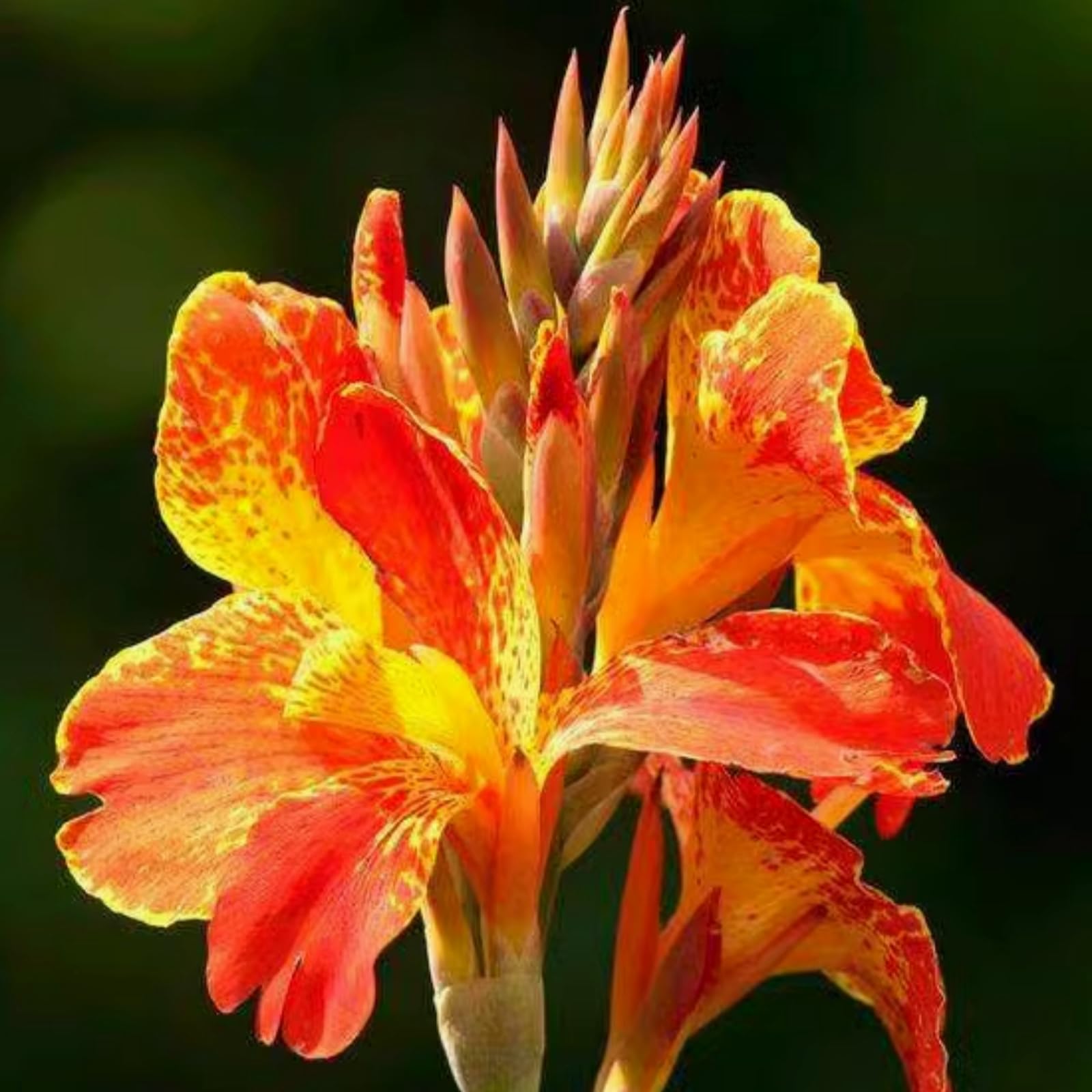 Eye-Catching Canna Lily Bulbs, Hardy Perennial Bulbs, Stunning Garden Displays, Professionally Grown-2 Bulbs-B