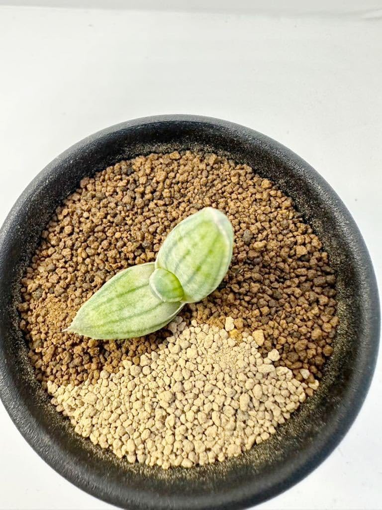 特選2 アロエ アンカラネンシス（実生苗） 特選2 アロエ アンカラネン