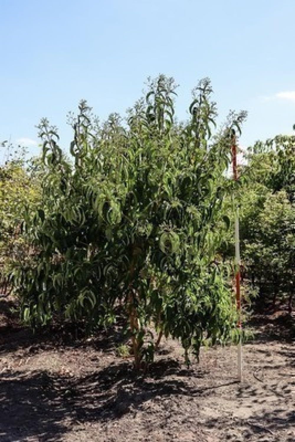 Heptacodium miconioides - Sieben Söhne Des Himmels Strauch 60-80 cm Container