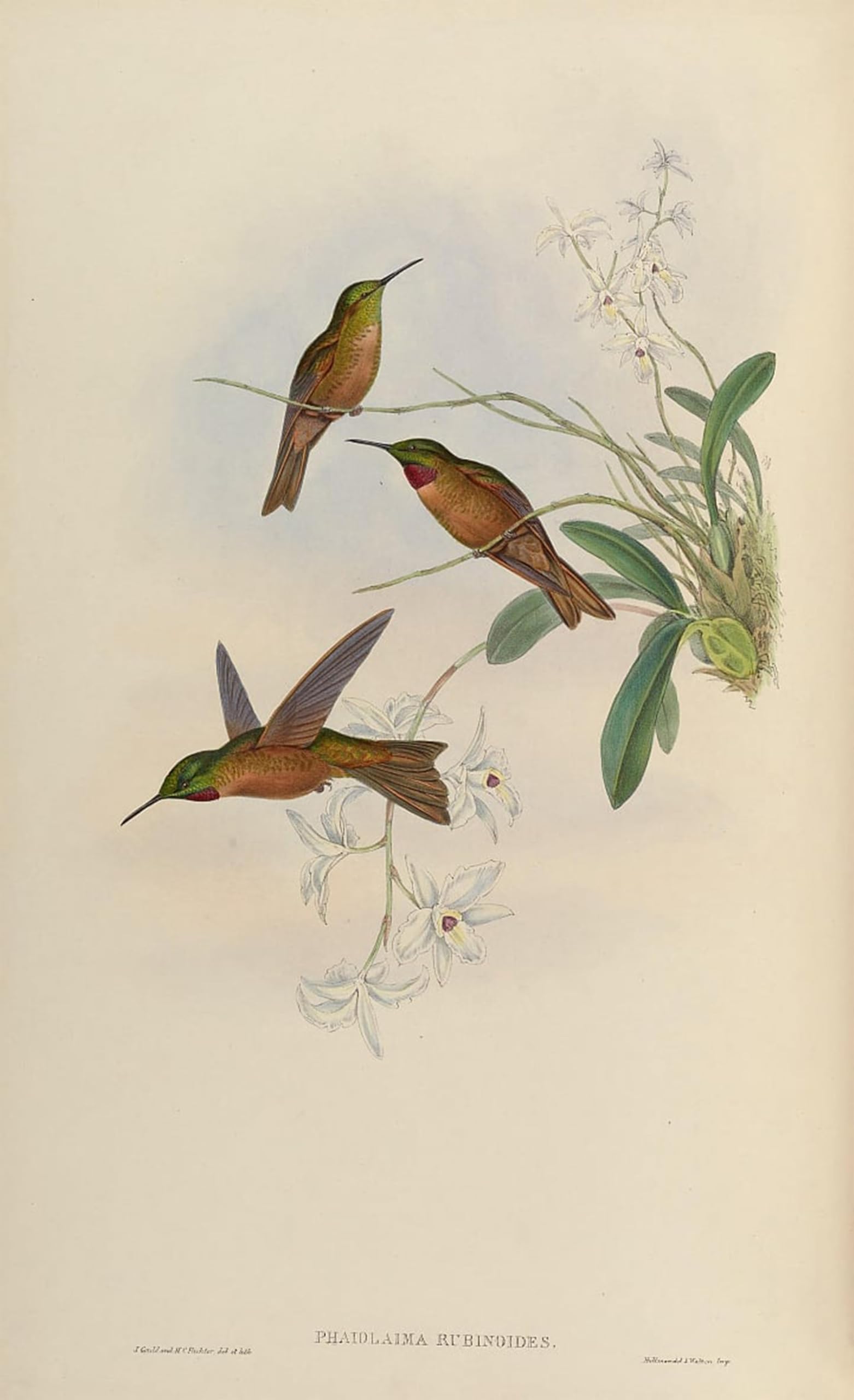 POSTERIIk Famous Animal Posters Vintage Picture Animal Bird Phaiolaema Rubinoides Heliodoxa Rubinoides by John Gould Modern Wall Decor for Home Decor 60x90cm