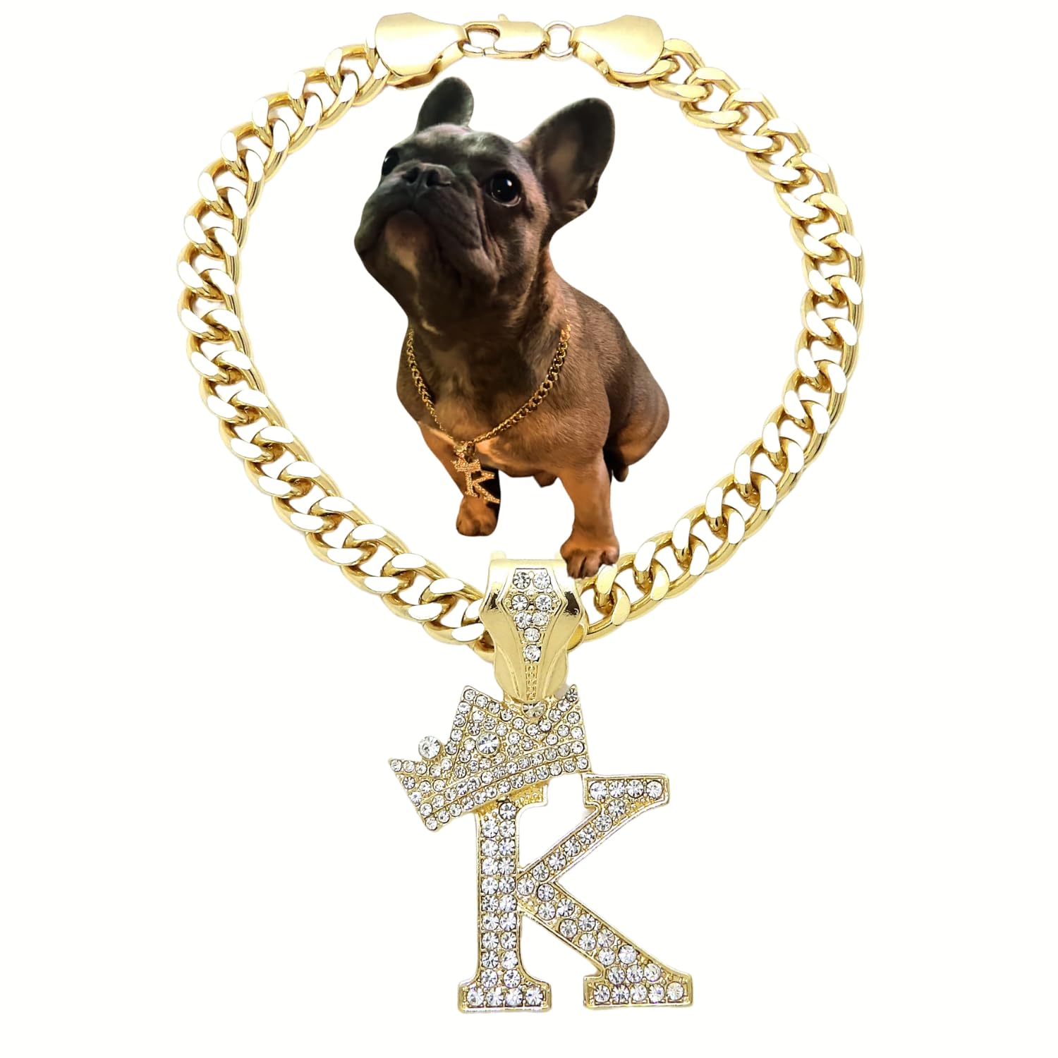 Chaîne cubaine pour chiot et chat pour éliminer les looks banals