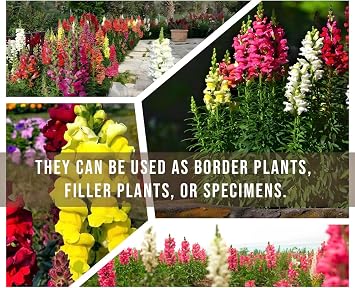 Garden Snapdragon - Maximum Mix - 10,000 Seeds - Mixed Colors, Heirloom Non-GMO USA Grown, Excellent for Pollinators, Annual - Vibrant Flowers for Any Home Garden