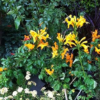 Vibrant Yellow Bush Honeysuckle Vine Live Plant, Cold Hardy, Fragrant Honeysuckle Plants for Planting, Size 4 to 10 Inches Tall, No Pot, Well-Rooted, Zones 5 to 9