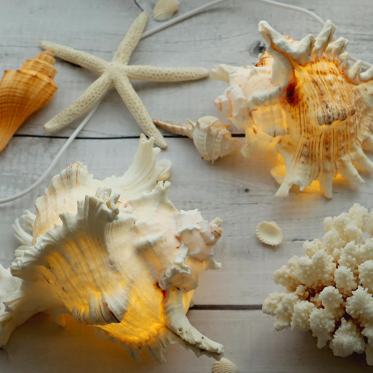 MIYA LIFE Magic Conch Shell Lamp – LED Lighted Real Conch Shell Night Light (7.2''-8.0'') USB/Battery-Powered Seashell Lamp for Bedroom Beach Decor (White, Large)