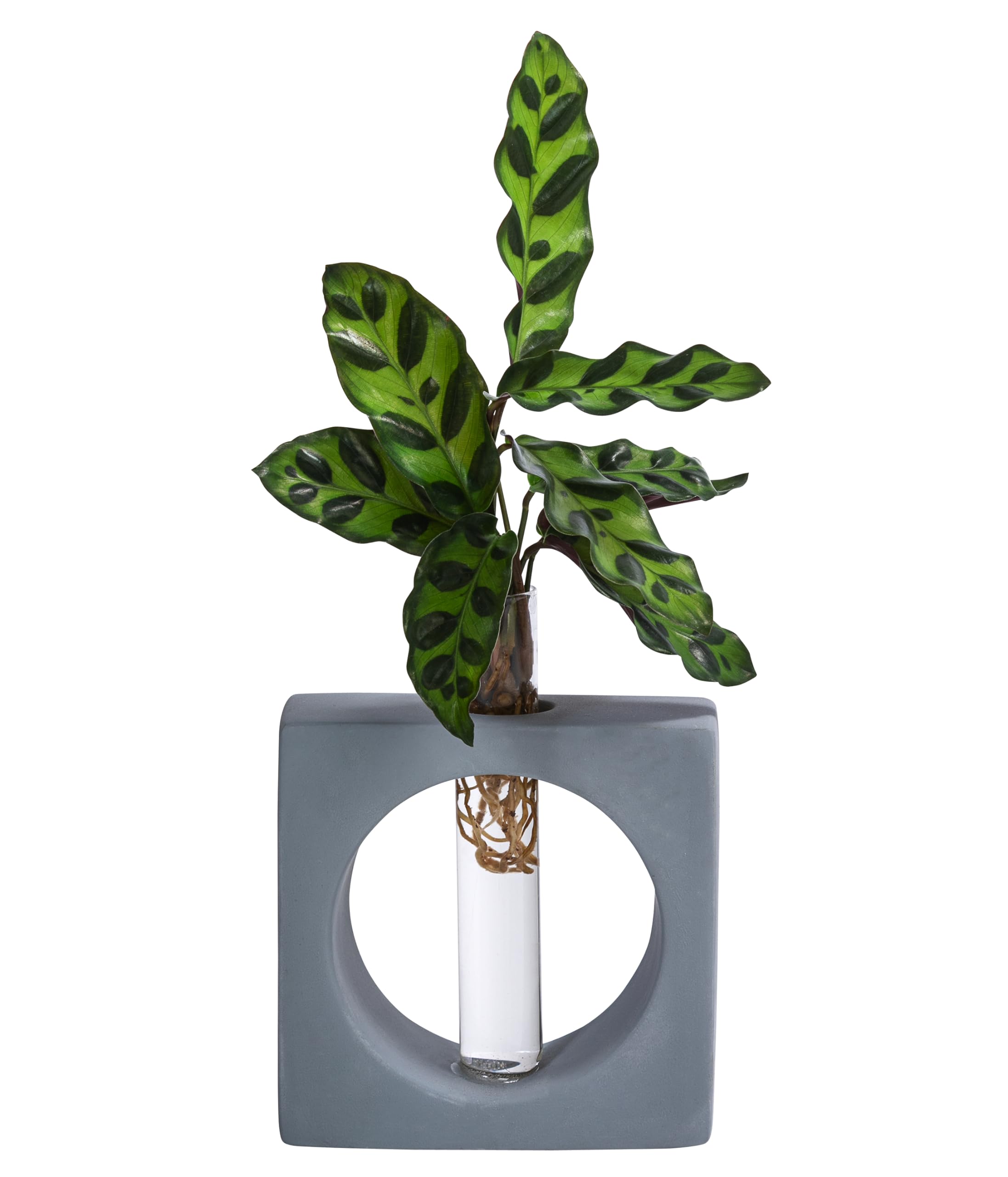 Dehner Waterplant Korbmarante Manilla, Calathea insigne, Wasserpflanze im  Reagenzglas,  2 cm, Hhe 20 cm, Zimmerpflanze : Amazon.de: Garten