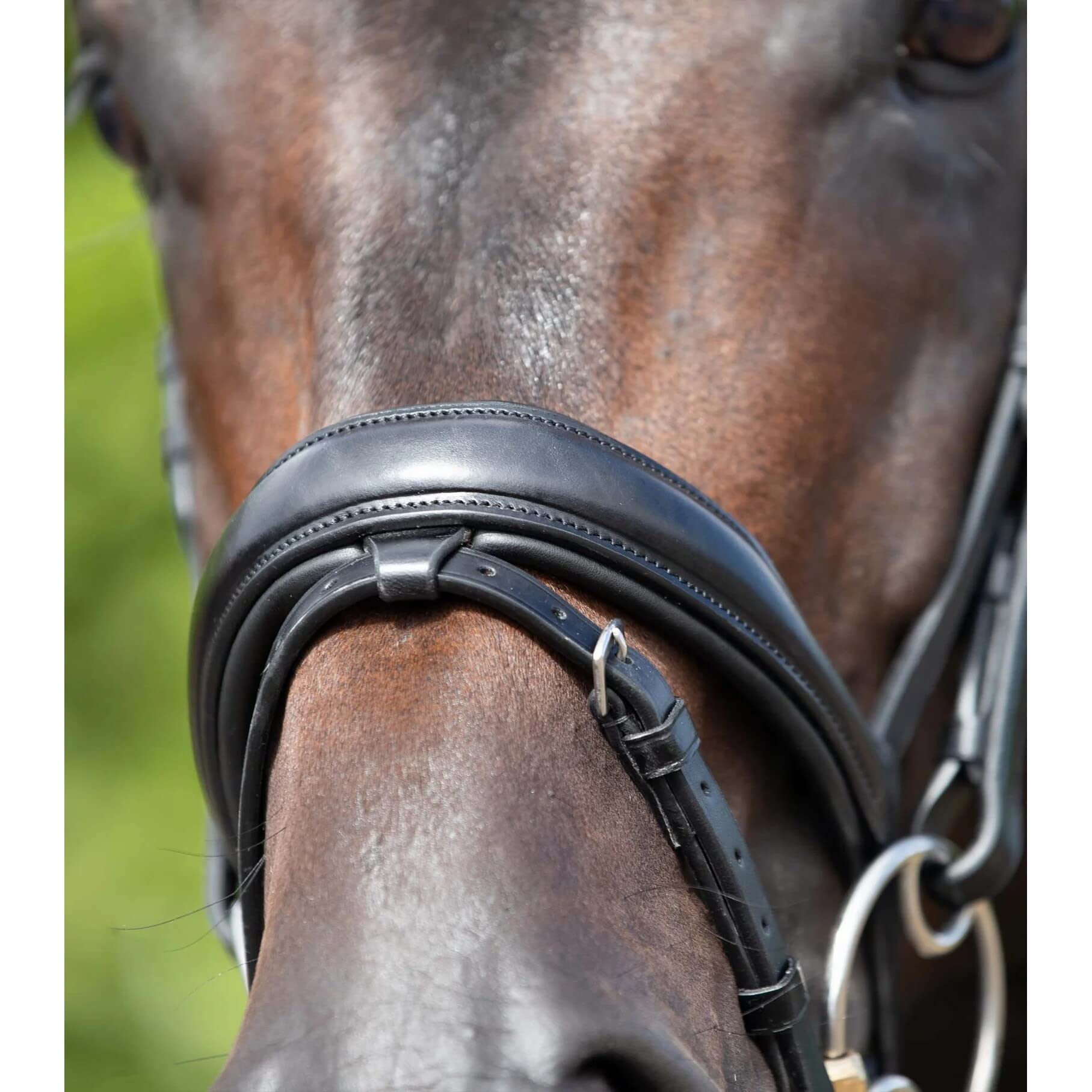 Premier Equine Cabezada anatómica combinada Stellazzio