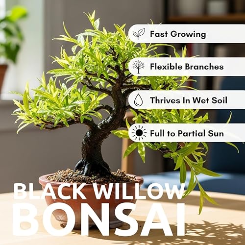 Miniatura 5 de Blackskin Willow Bonsai Tree Cutting to Grow - Ramas oscuras raras, bonsái fácil de cultivar para decoración de interiores y exteriores, apto