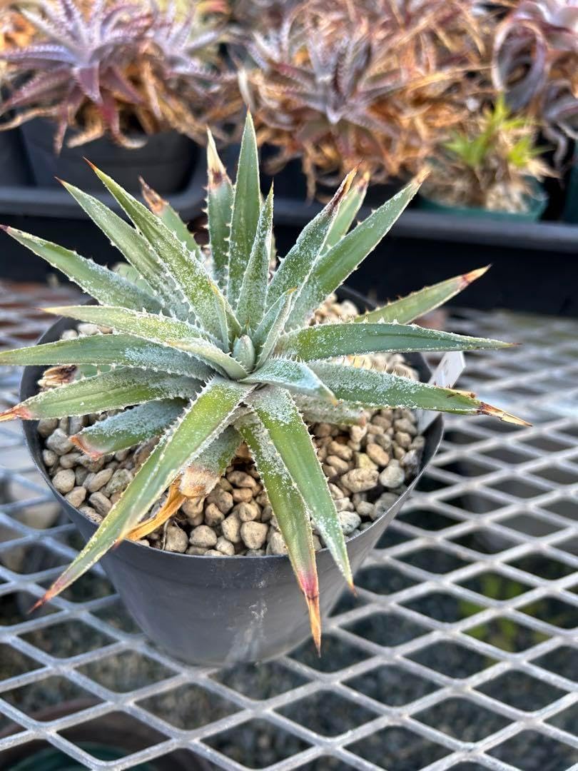 野生原種 ディッキア Dyckia hebdingii white form ⑵ 野生原種