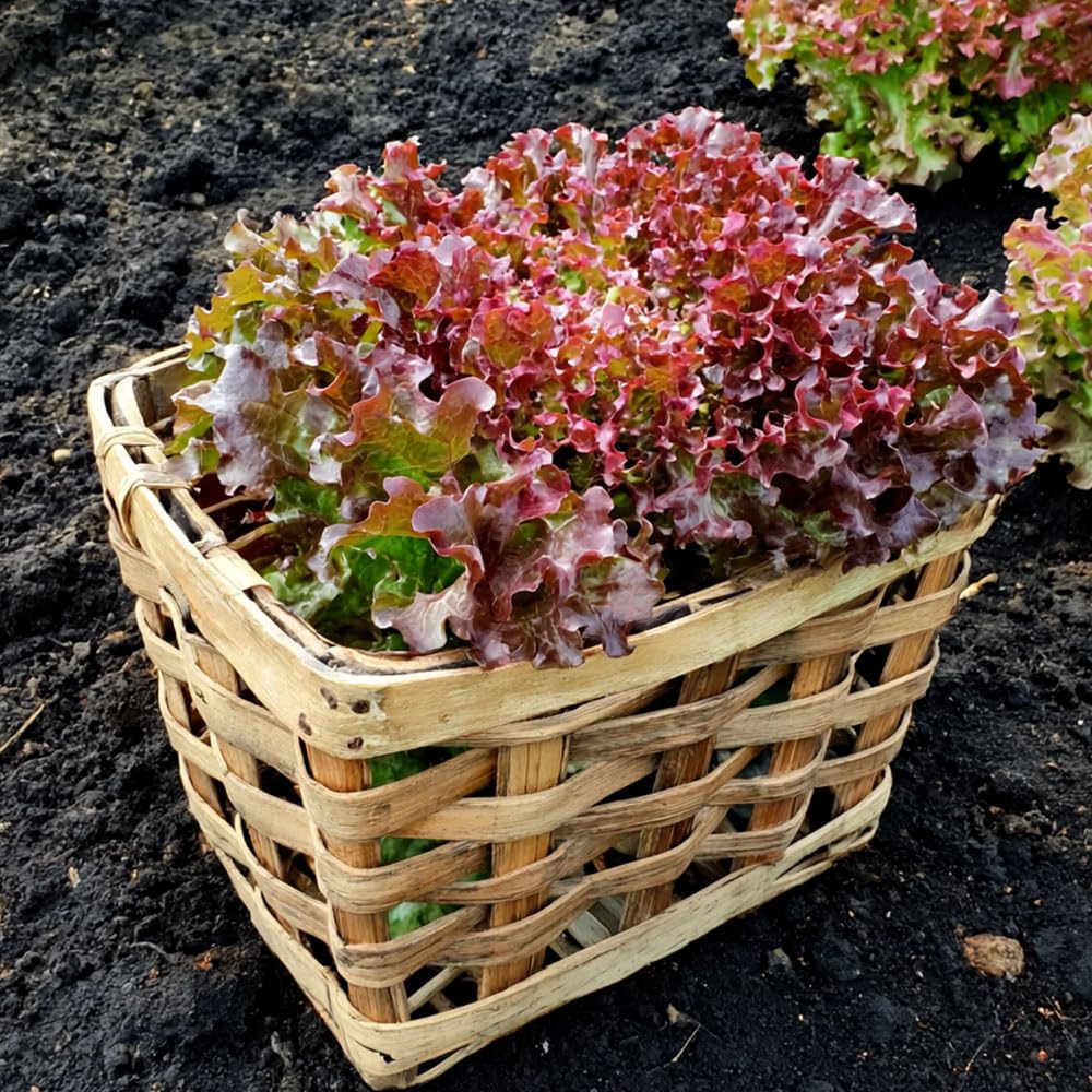 Lettuce Lollo Rosso Seeds – Easy to Grow, Long Lasting Variety – for Your Beautiful Kitchen Garden