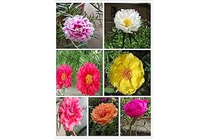 200+ Vibrant Double Flower Portulaca Grandiflora Seeds Mix