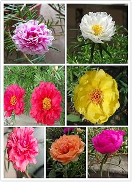 MOCCUROD 200 Moss Rose Seeds Double Portulaca Grandiflora Seeds Mix Color Easy Flower Seeds