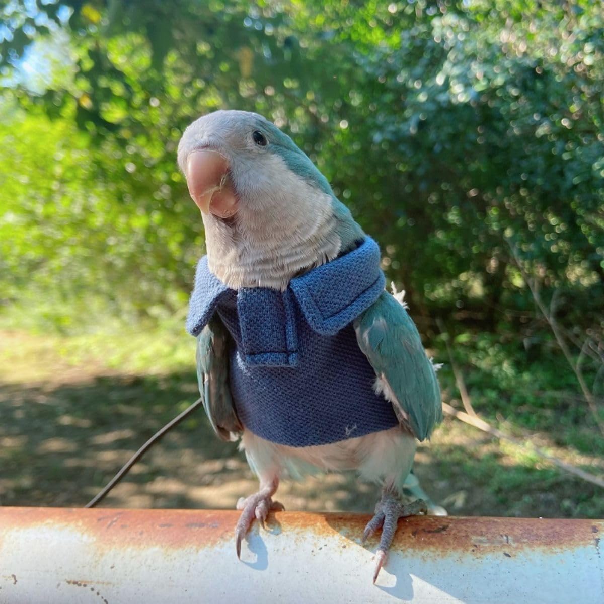 Bird Costume Bird Diaper Flight Suit Bird Blue Top Bird Clothes Cosplay Photo Prop for Parrots Lovebird Parakeet Cockatiel Small Animals Apparel (with Diaper,XL)