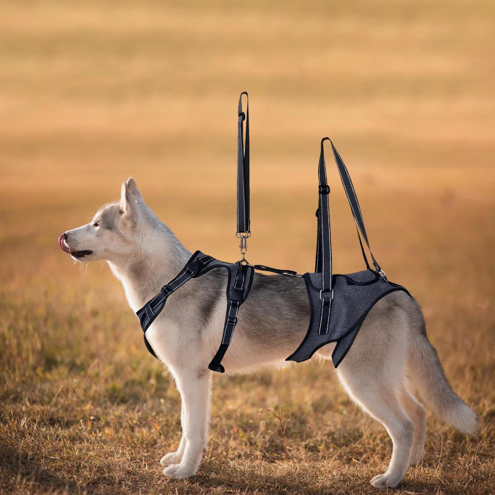 Imbracatura di sollevamento Gilet Regolabile Di Supporto Per Il Trasporto | Maniglie Sollevatore Per Cani Riabilitazione Addestramento Uscite Veterinario Scale