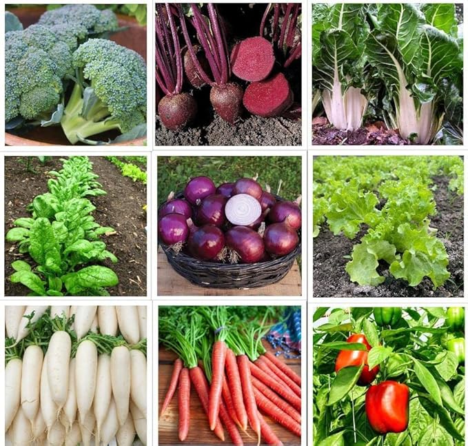 Vegetable seeds grow in rainy season (200 seeds) Amazon.in Garden