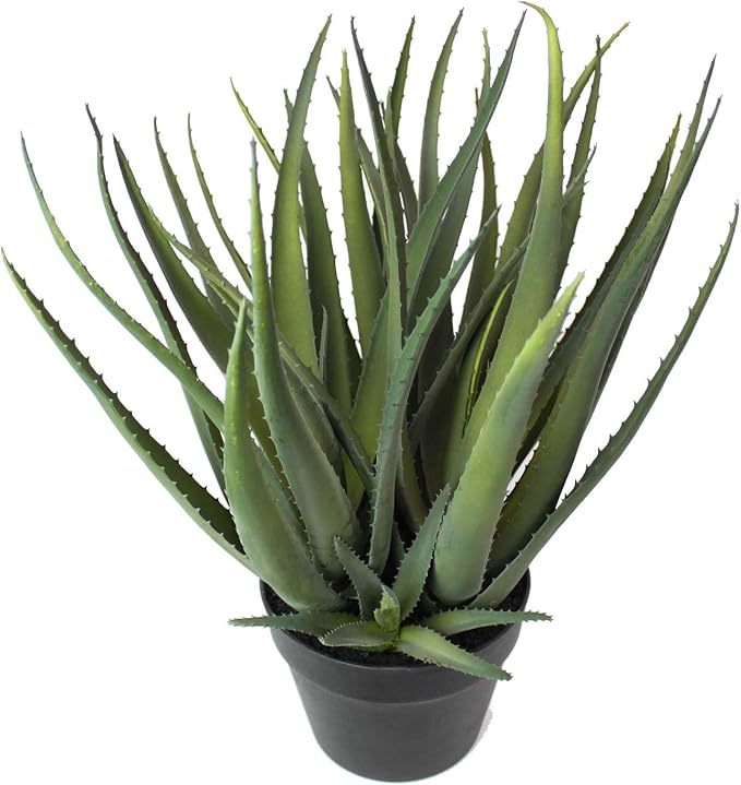 熱い販売 インテリアグリーン アロエ アートグリーン 植物 観葉植物 Fincalashigueras Com