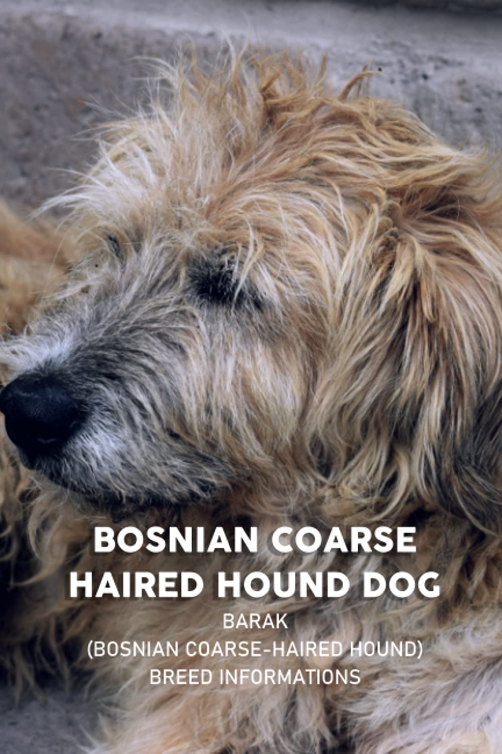 Bosnian Coarse Haired Hound Dog: Barak (Bosnian Coarse-haired Hound) Breed Informations: Barak (Bosnian Coarse-haired Hound) Breed Informations