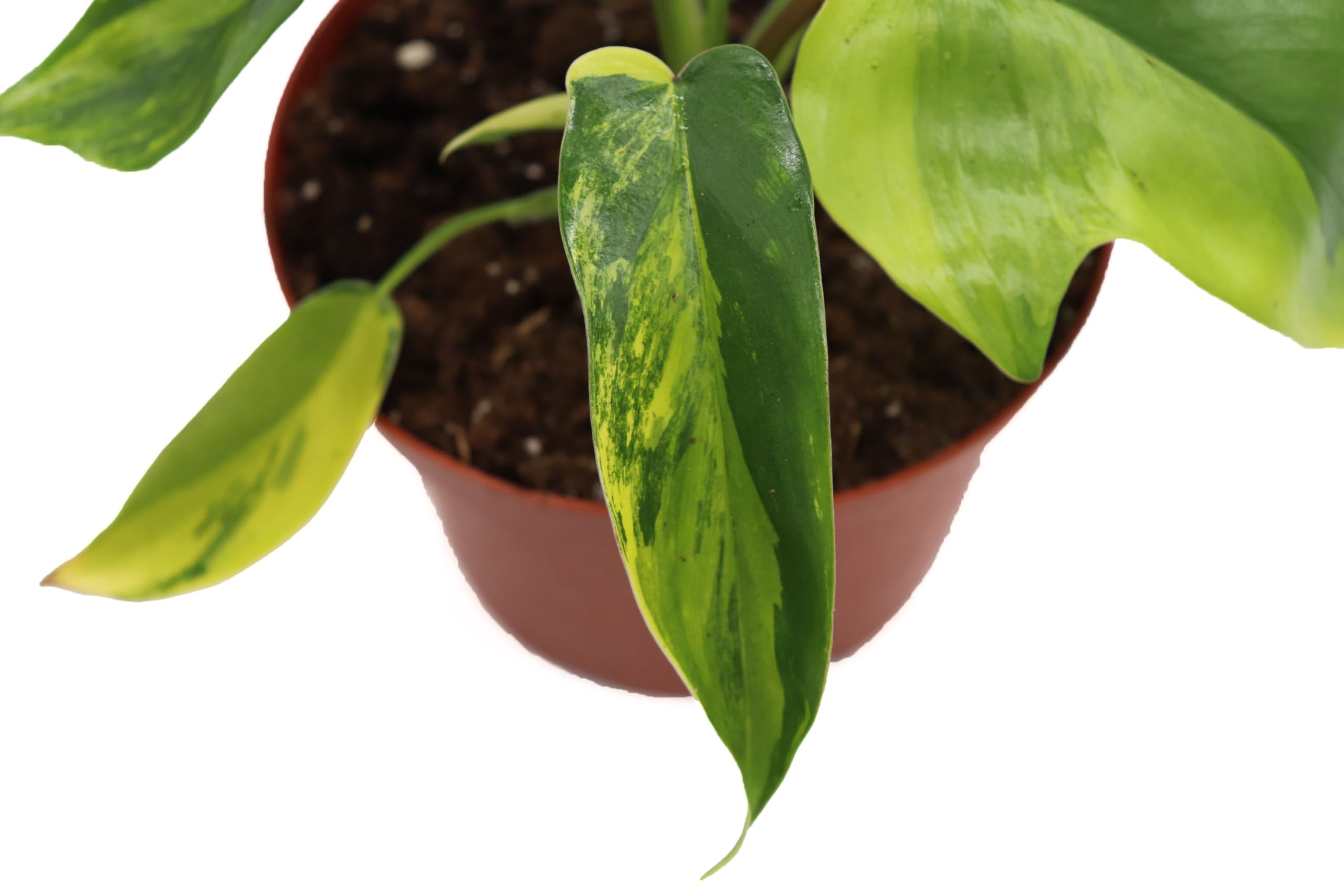 caramel marble philodendron Philodendron Caramel Marble Variegata – Rare Tropical Plant – Green and  White Plants main image 0