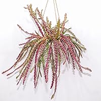 Vista 6 de CHUXAY GARDEN Semilla de cactus huracán, lepismio cruciforme, 20 semillas raras de Epiphyllum exótico Rhipsalis suculenta, ideal para bonsái