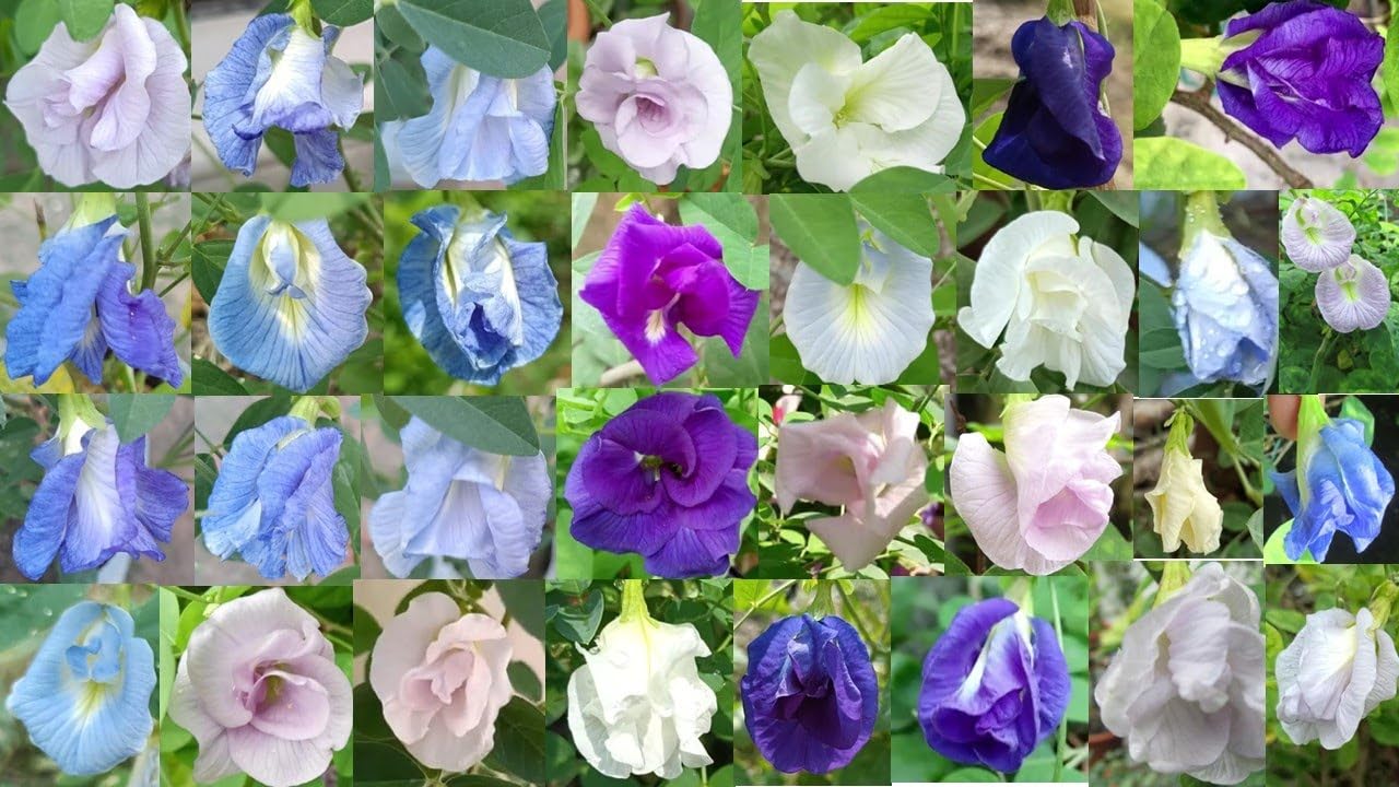 Aparajita Flower Seeds | Blue Butterfly Pea (Clitoria ternatea) | Pack of 40 Premium Seeds | Ideal for Home Garden, Balcony, Terrace, Fence & Outdoor Plantation-image-4