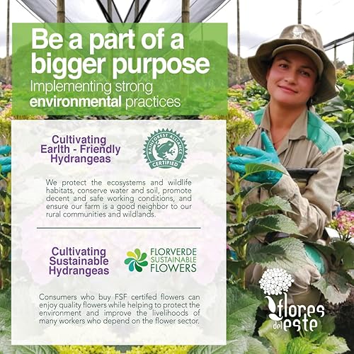 Miniatura 6 de Flores del Este  Hortensias surtidas de 10 tallos (jarrón no incluido)  Envío directo de Fresh Farm  No hay entregas el sábado o domingo  Regalo