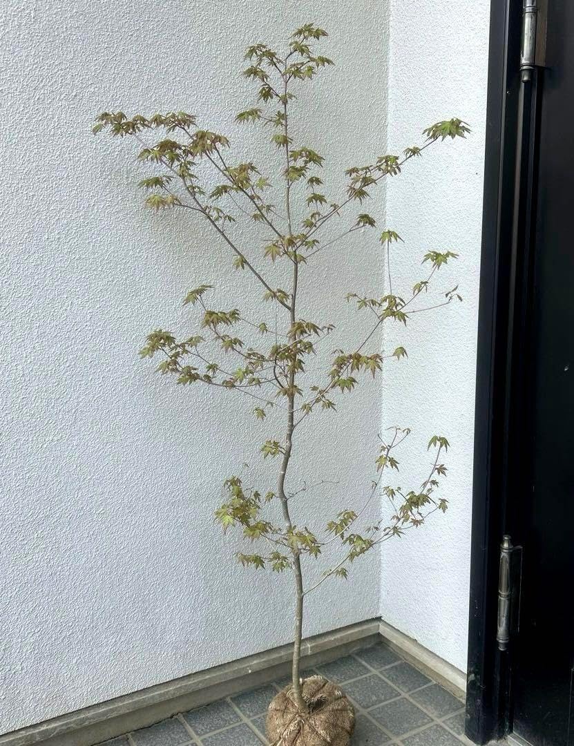 極耐寒性ニオイシュロラン コルジリネ 青ドラセナのカット大株◇南国 極耐寒性ニオイシュロラン コルジリネ 青ドラセナのカット大株◇南国