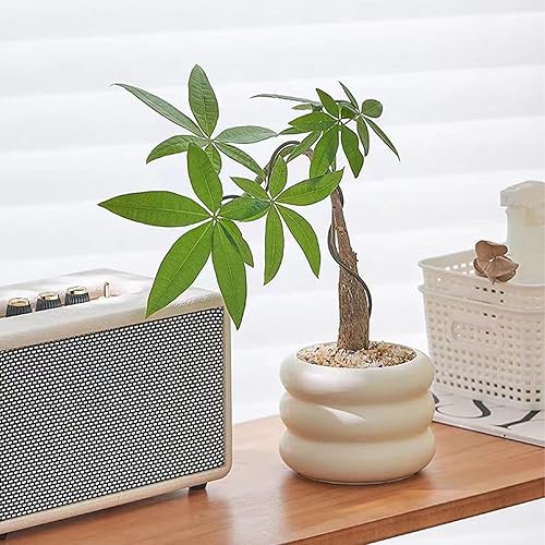 Miniatura 6 de Hlimior Paquete de 2 macetas de cerámica de burbujas escalonadas, macetas modernas de 3.6 pulgadas de alto x 4.8 pulgadas de largo, macetas de