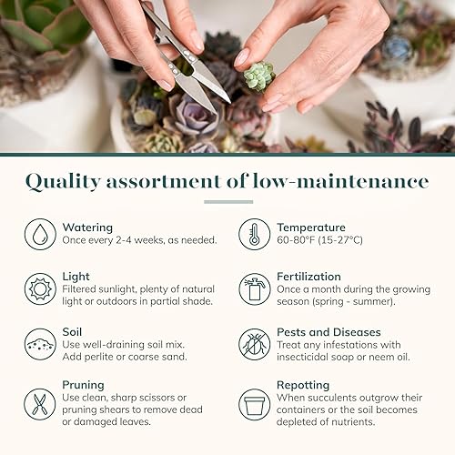 Miniatura 7 de 4 plantitas, de Shop Succulents, colección variada, tonos pastel